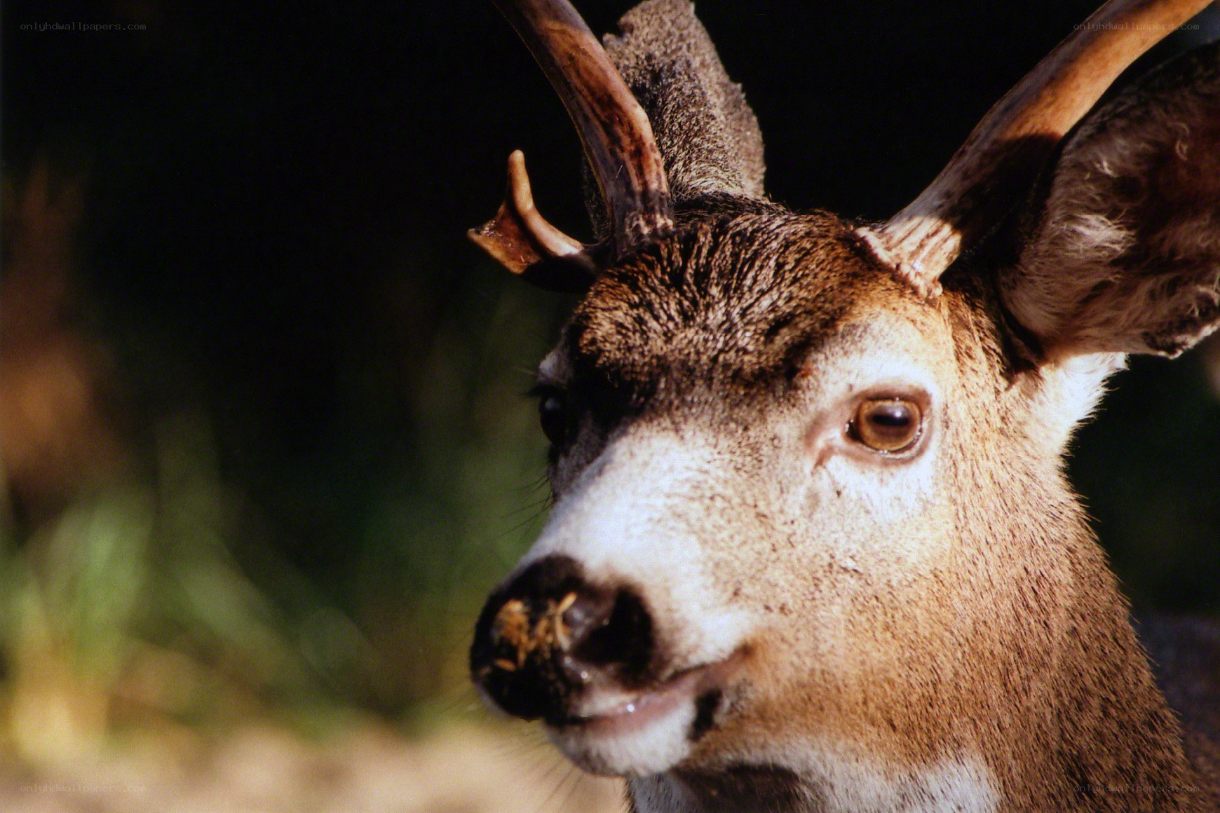 close-up of a deer