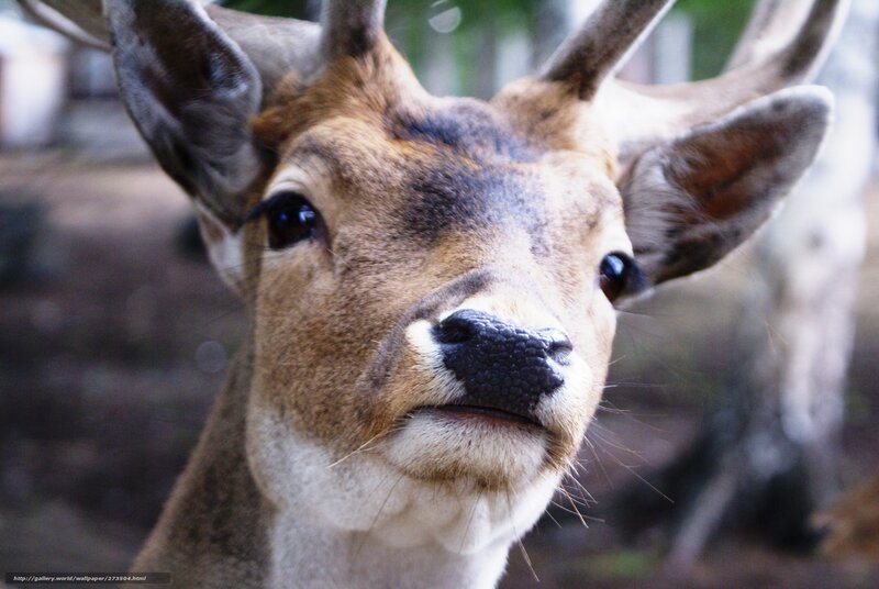 close-up of a deer