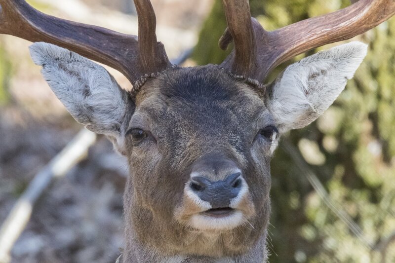 Close-up of a deer with antlers