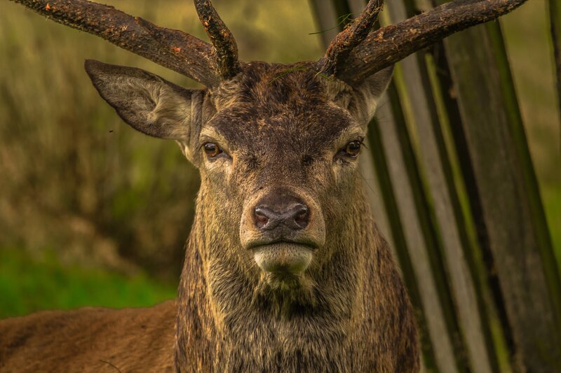 Close-up of a deer with antlers
