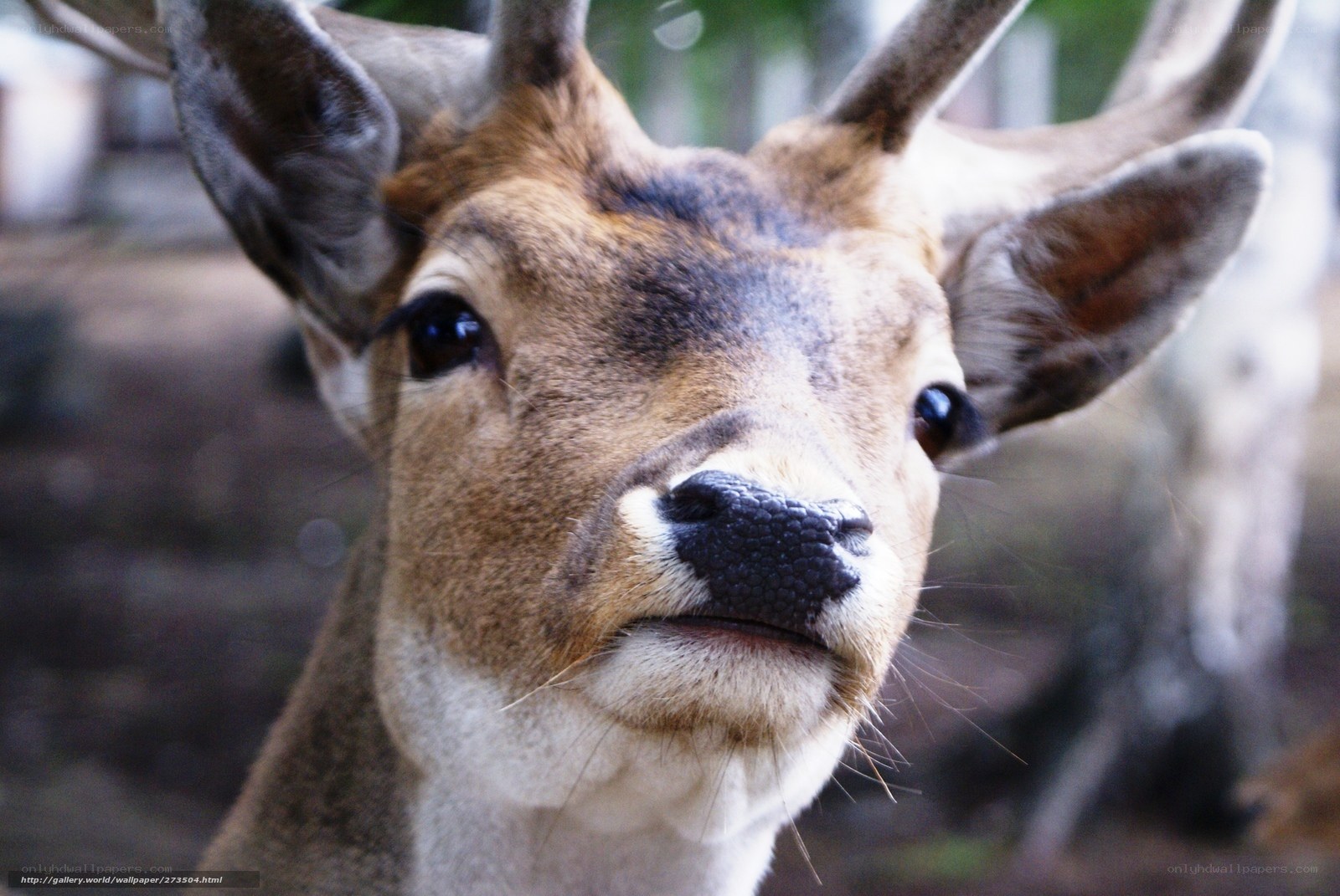 close-up of a deer