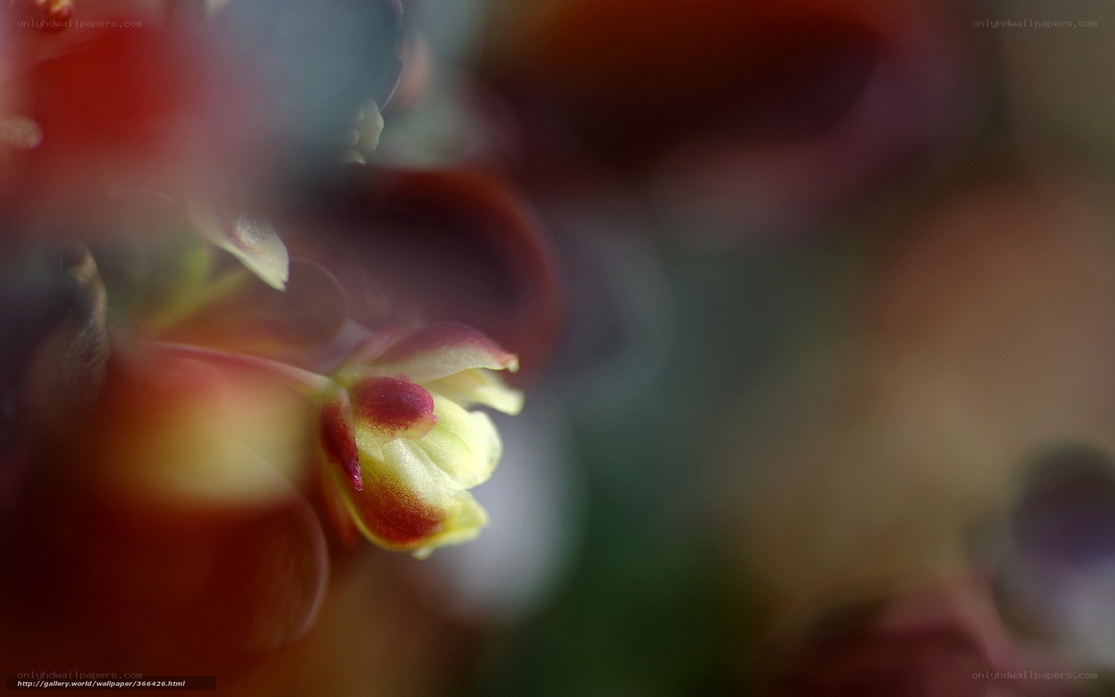 Close-up of a delicate flower