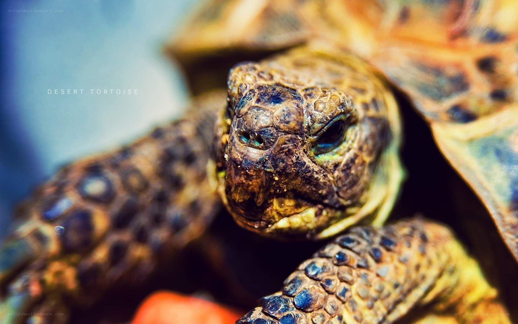 Close-up of a desert tortoise