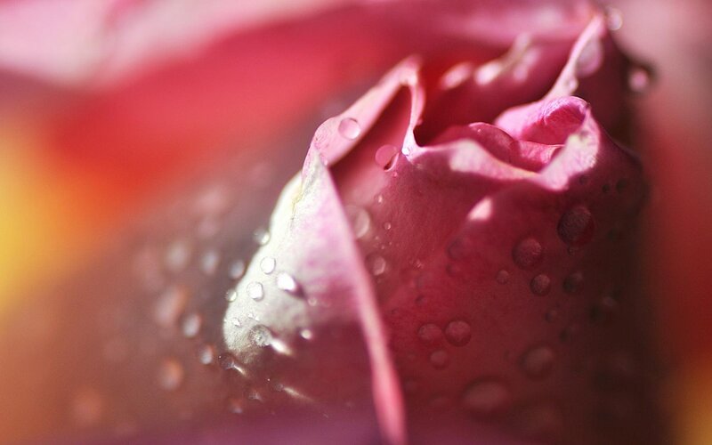Close-up of a dew-covered rose