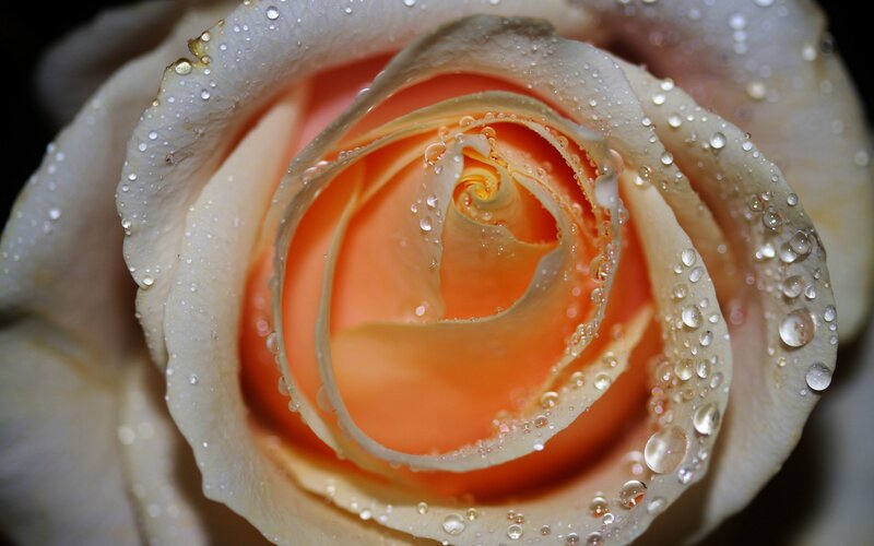 Close-up of a dew-covered rose