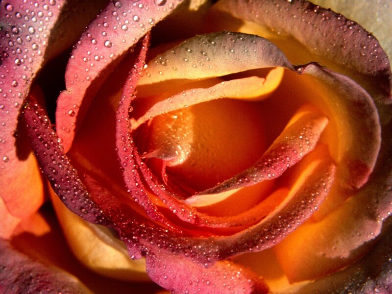 Close-up of a dew-covered rose