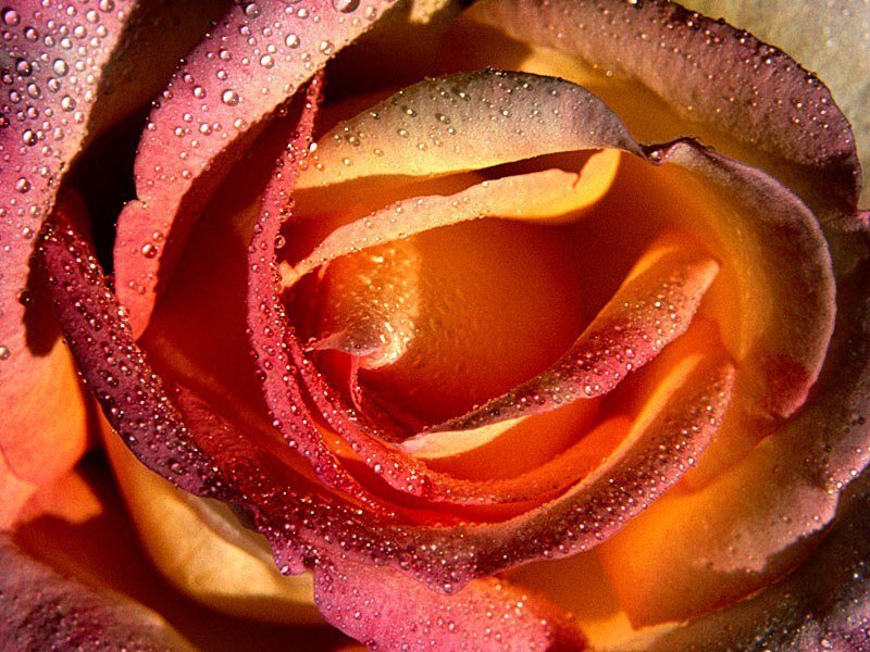 Close-up of a dew-covered rose