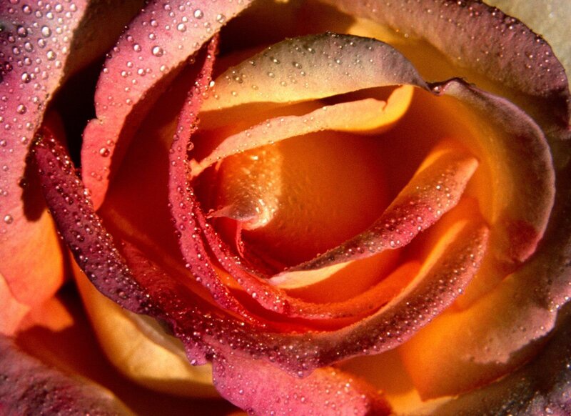 Close-up of a dew-covered rose