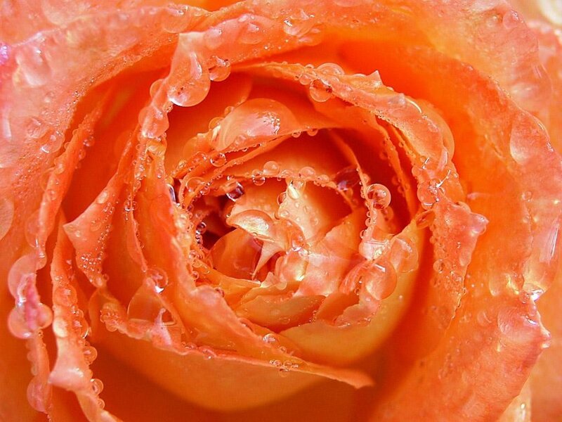 Close-up of a dew-covered rose