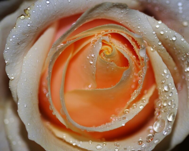 Close-up of a dew-covered rose
