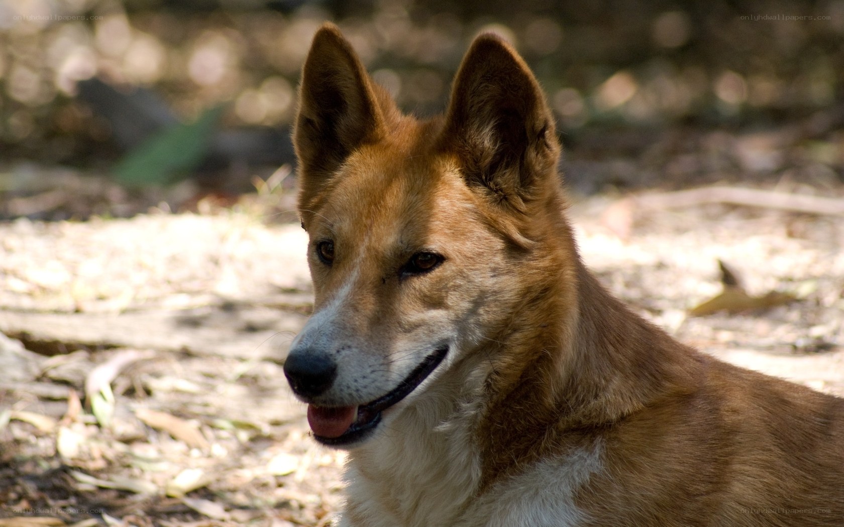 close-up of a dingo
