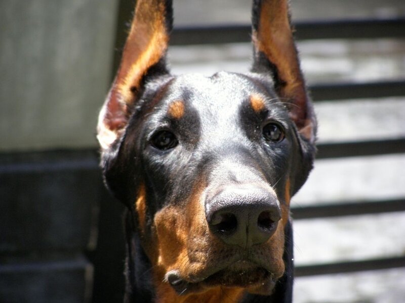 close-up of a doberman dog