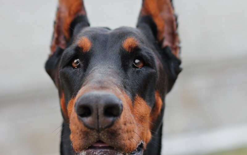 close-up of a doberman's face