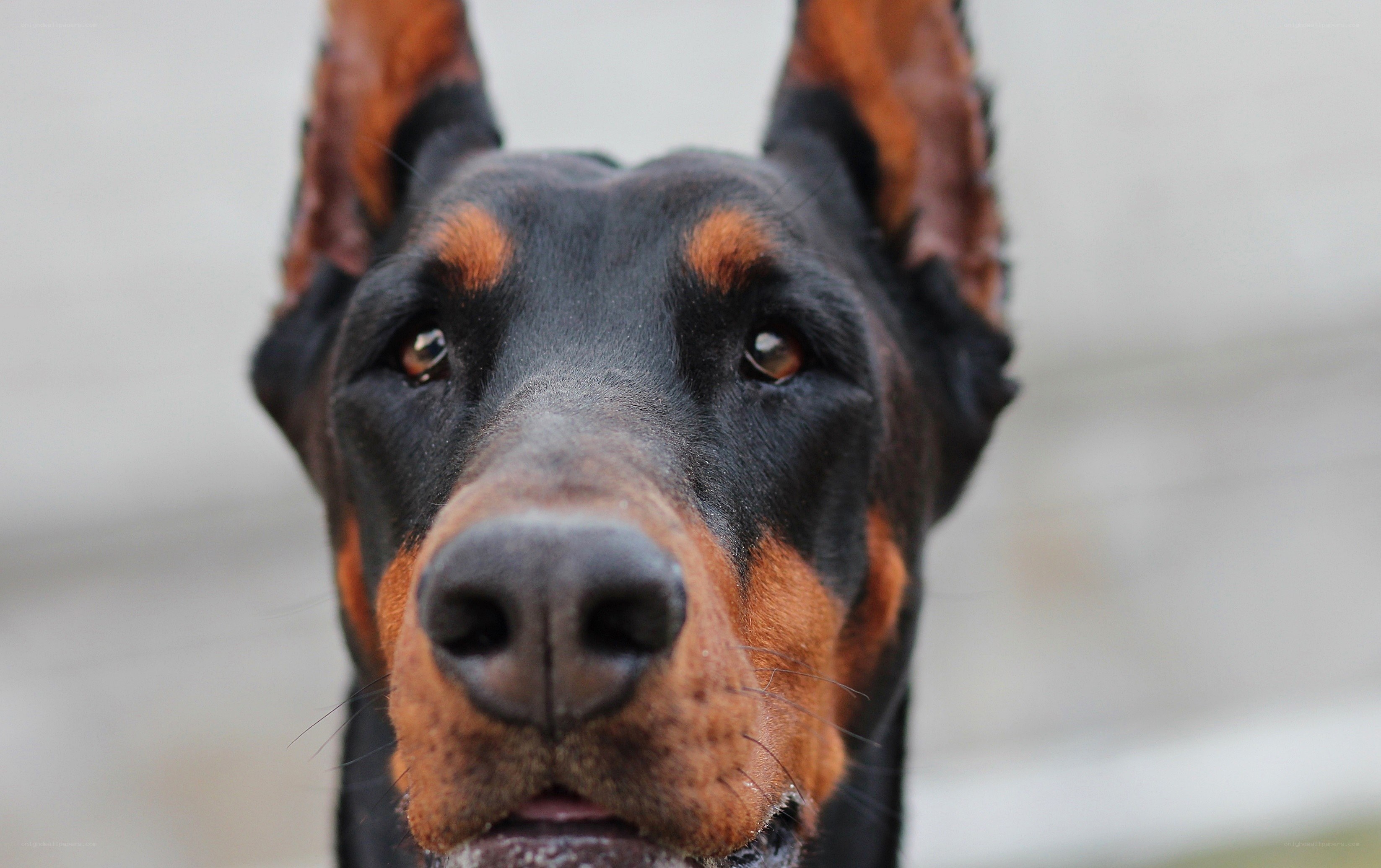 close-up of a doberman's face