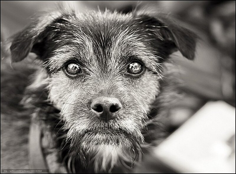 Close-up of a Dog — Black