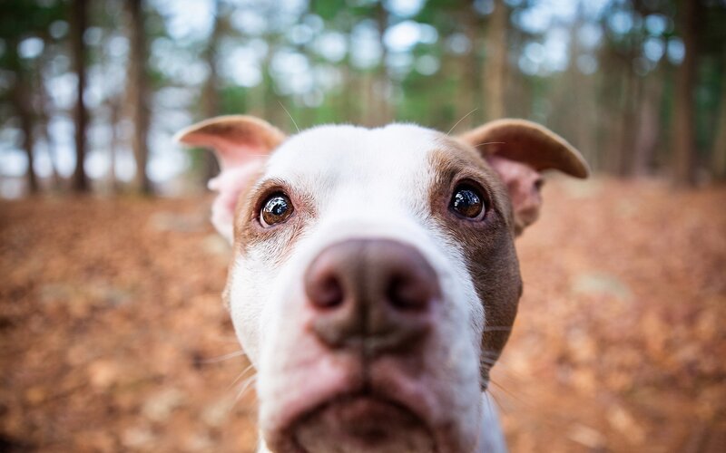 close-up of a dog in the forest