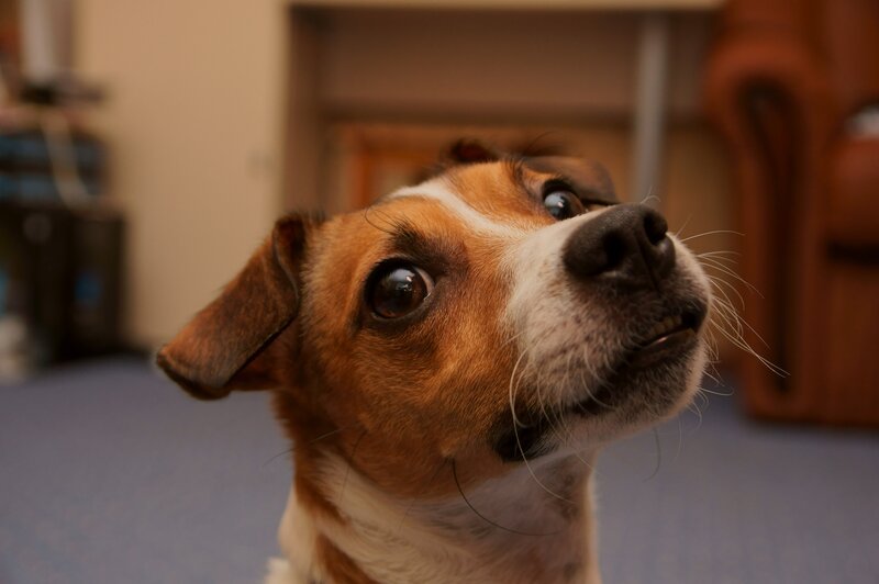 close-up of a dog looking up