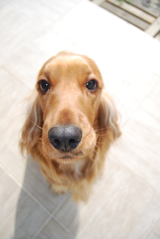 close-up of a dog looking up