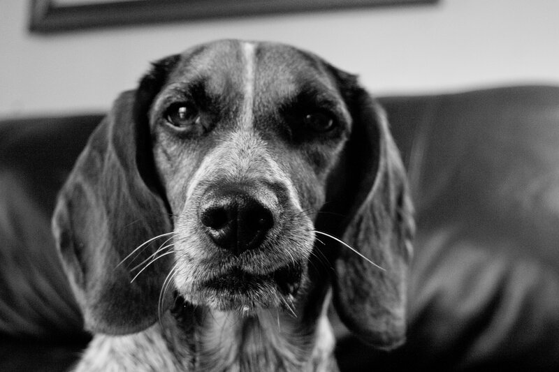 close-up of a dog on a couch