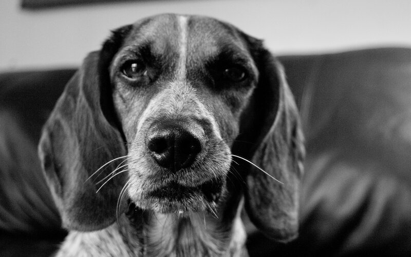 close-up of a dog on a couch