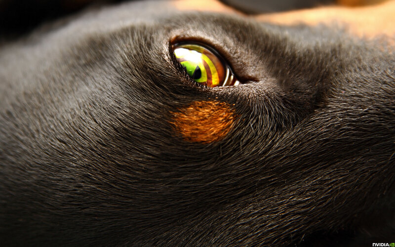 close-up of a dog's eye