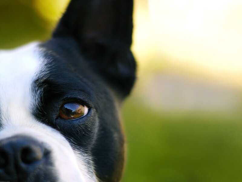 close-up of a dog's eye