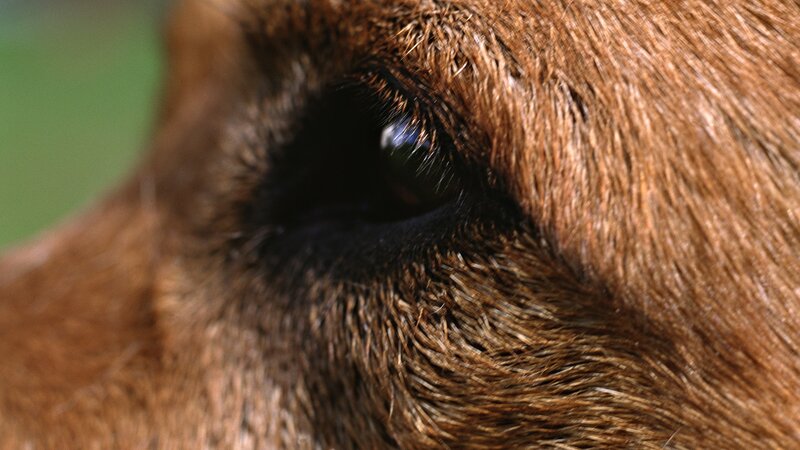 close-up of a dog's eye