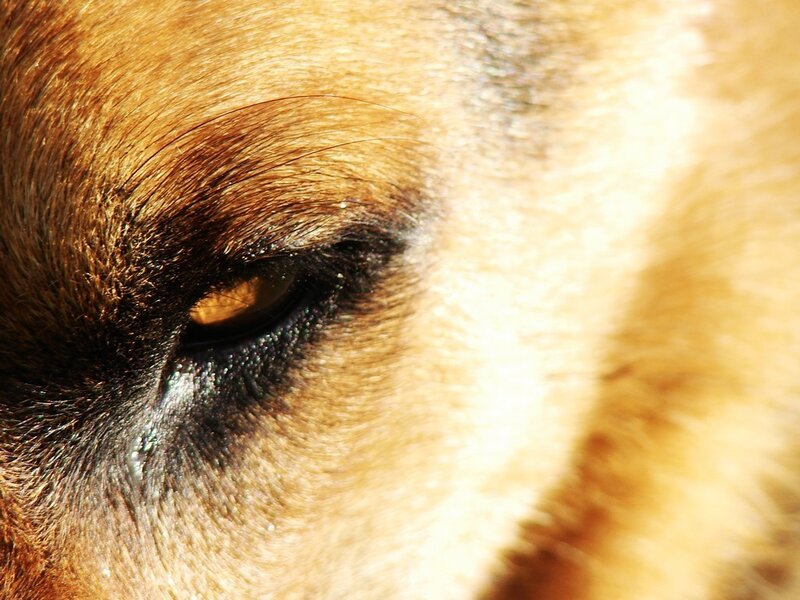 close-up of a dog's eye
