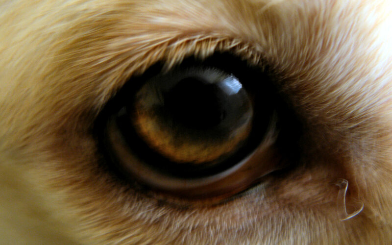 close-up of a dog's eye