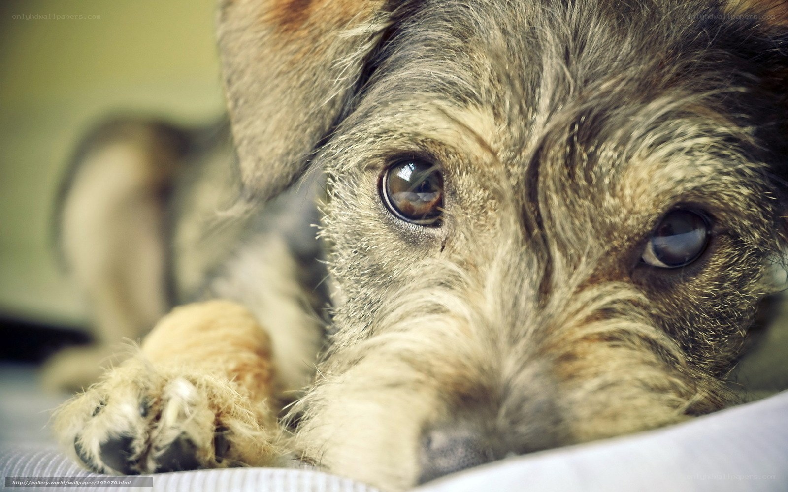 close-up of a dog's face