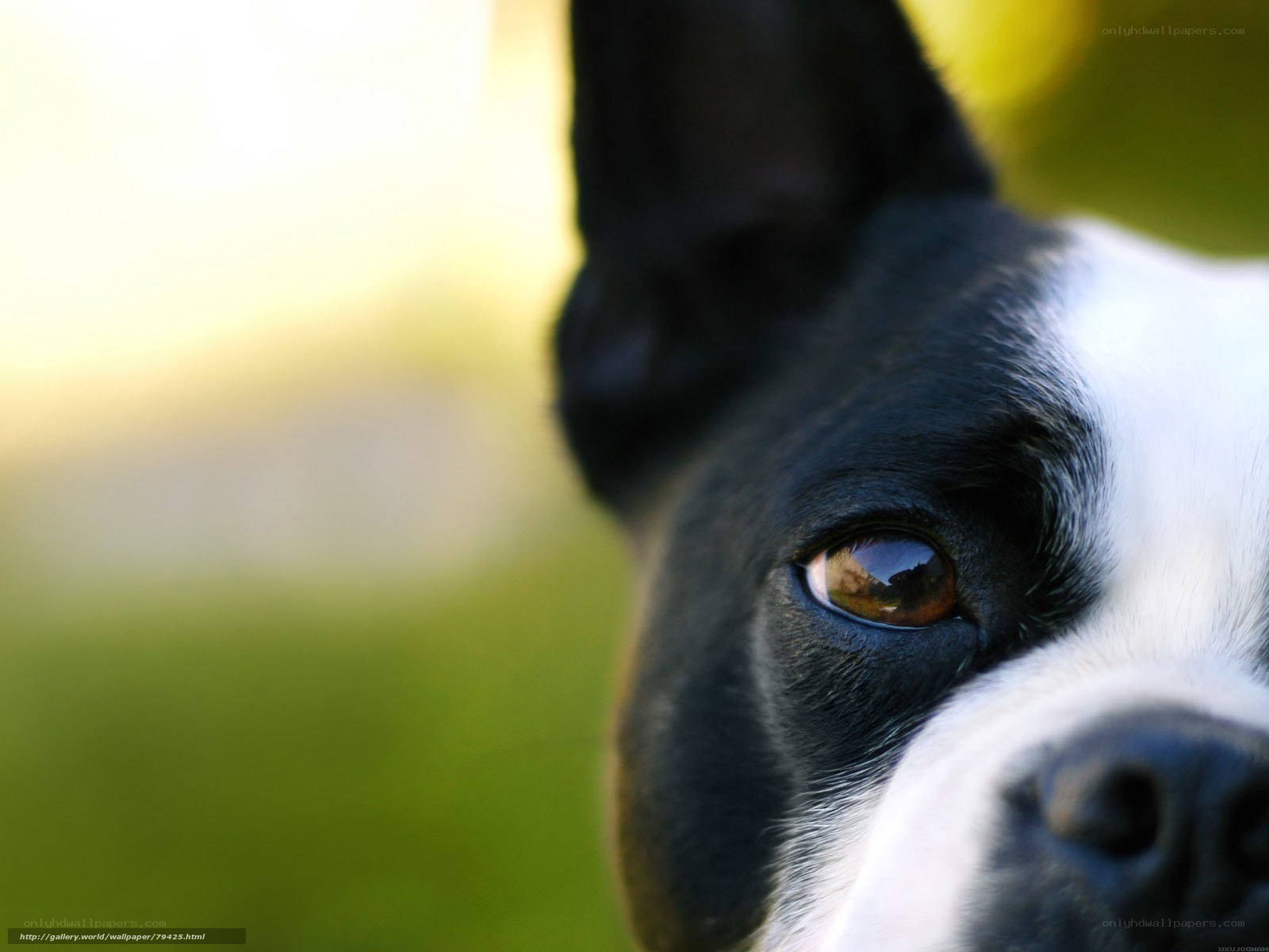 close-up of a dog's face