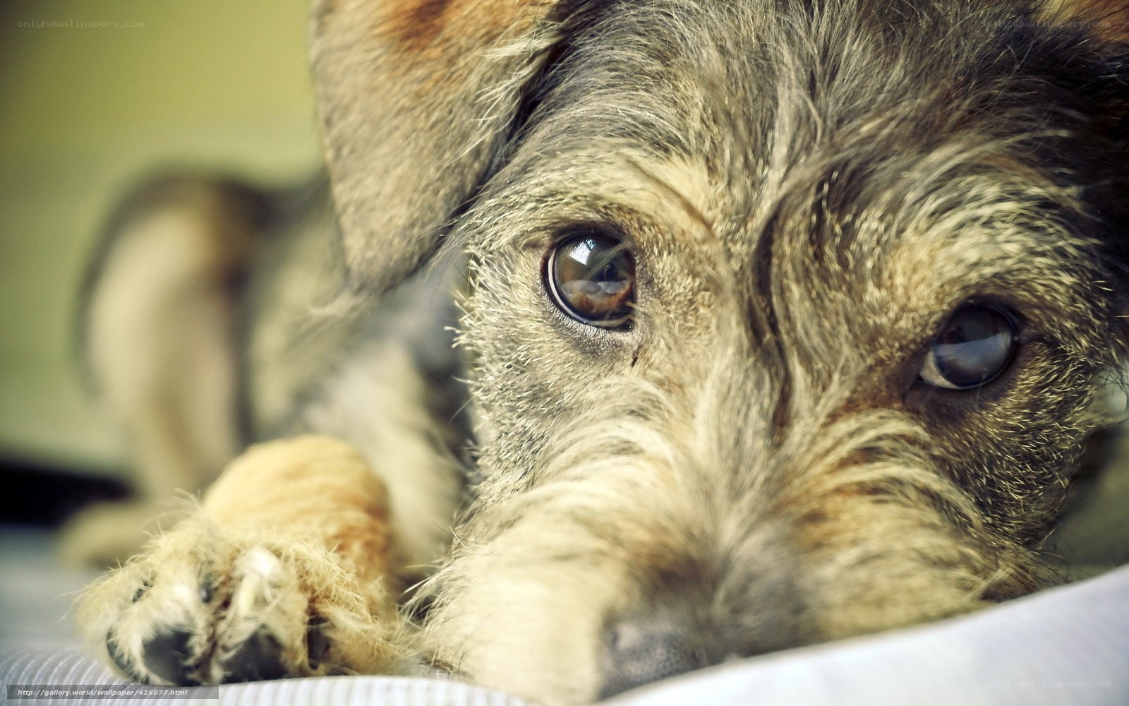 close-up of a dog's face