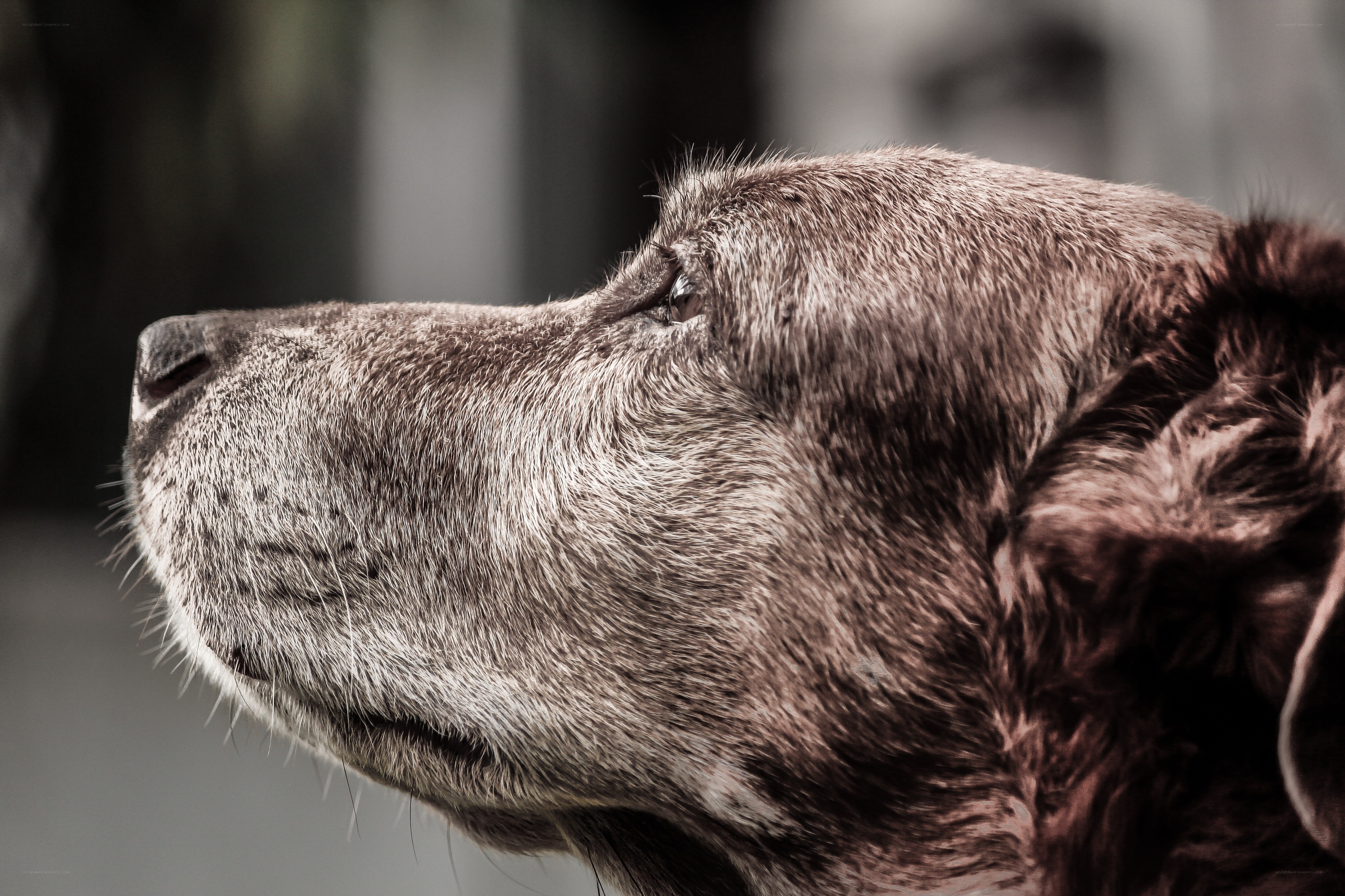 close-up of a dog's face