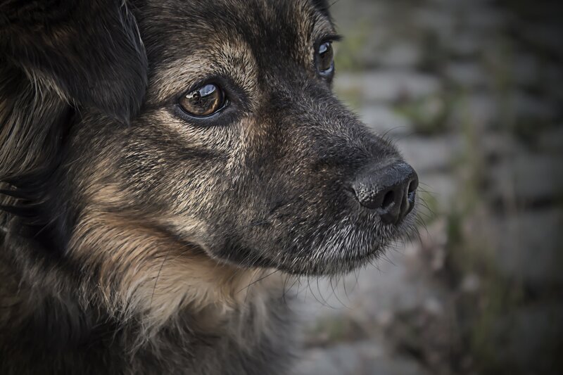 close-up of a dog's face