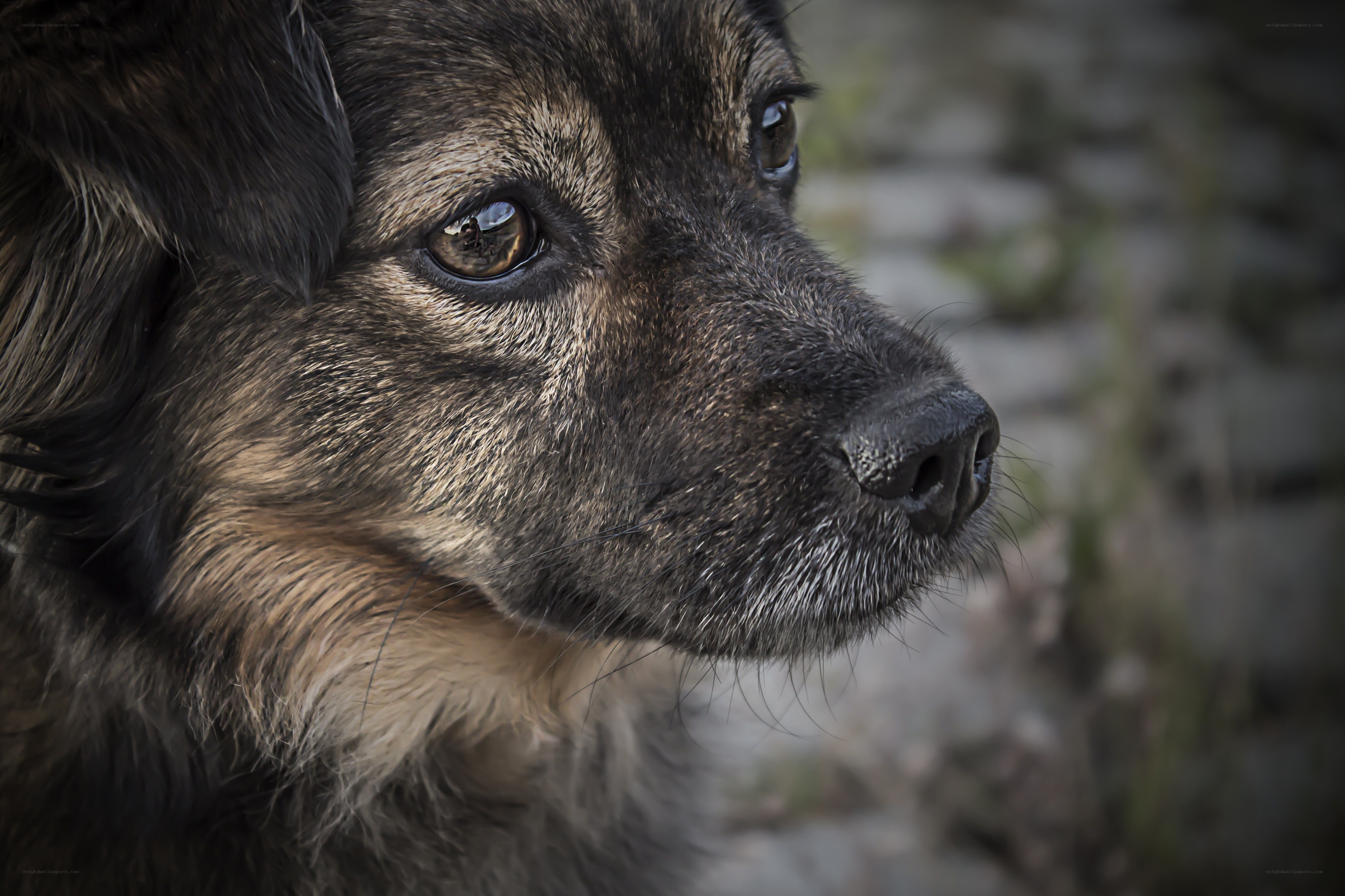 close-up of a dog's face