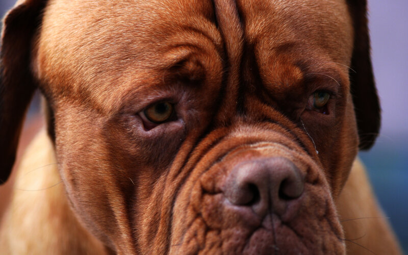 close-up of a dog's face