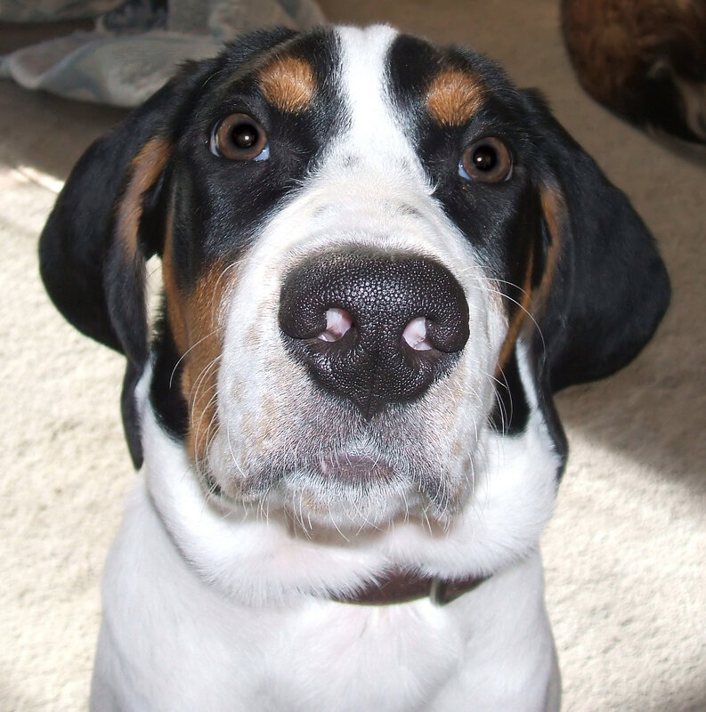 close-up of a dog's face