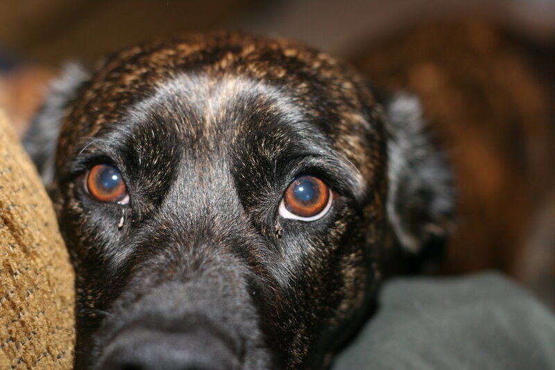 close-up of a dog's face