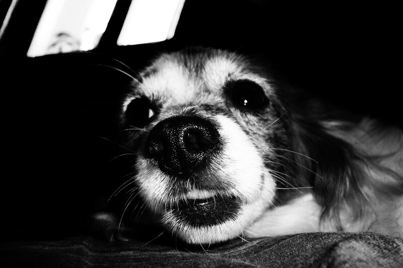 close-up of a dog's face
