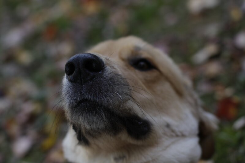 close-up of a dog's face