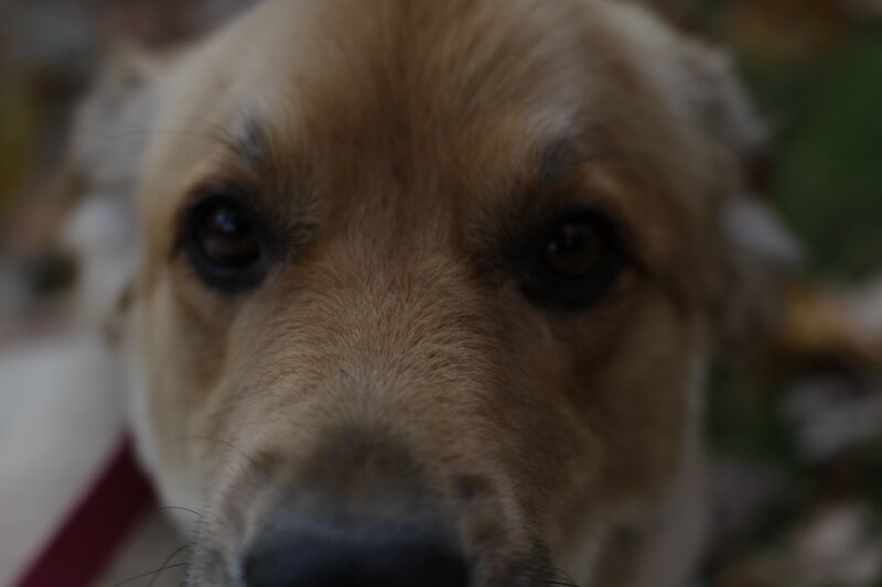 close-up of a dog's face