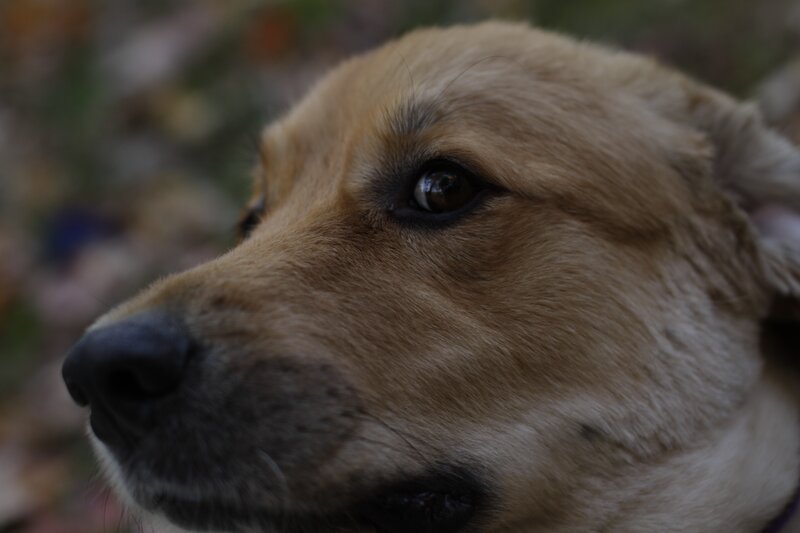 close-up of a dog's face