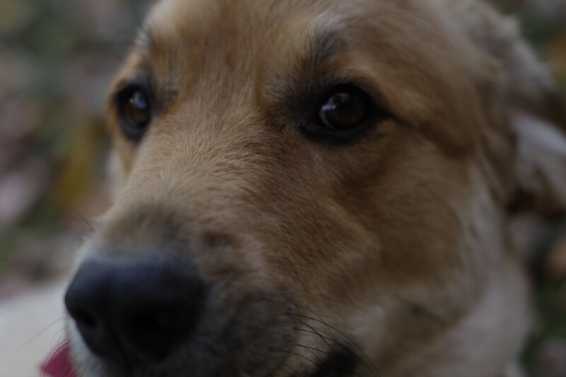 close-up of a dog's face