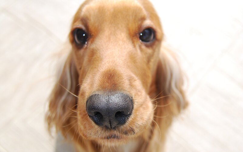 close-up of a dog's face