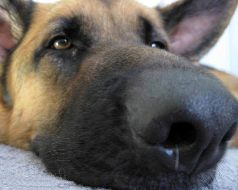 close-up of a dog's face