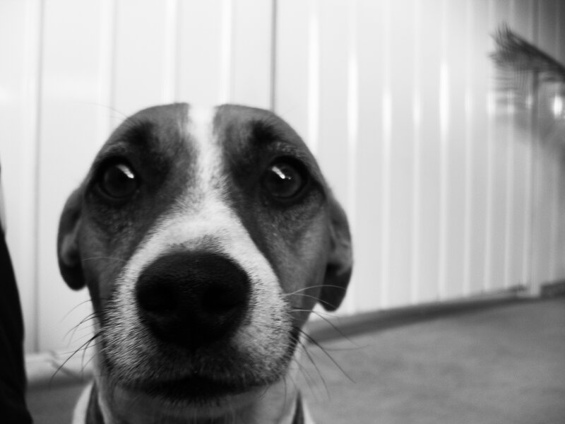 close-up of a dog's face