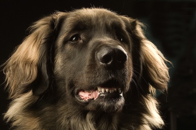close-up of a dog's face