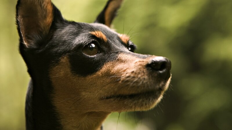 close-up of a dog's face