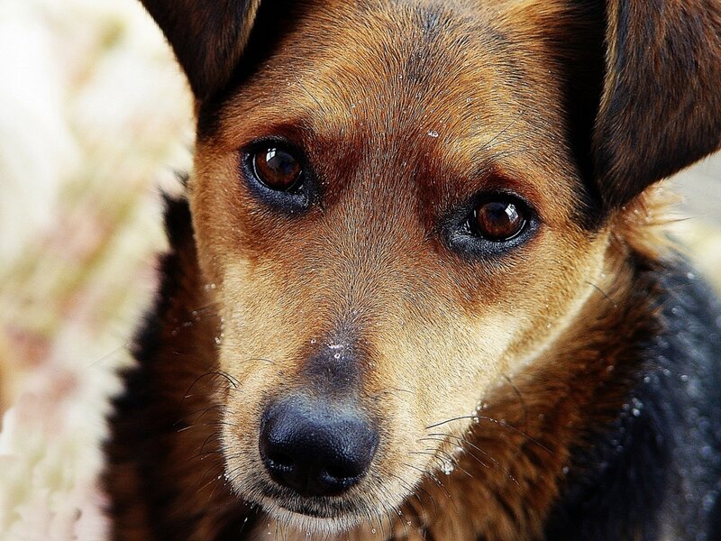 close-up of a dog's face