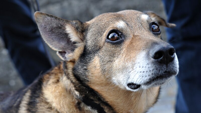 close-up of a dog's face